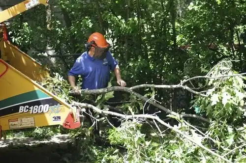tree services Hightstown